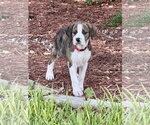 Small Boxer