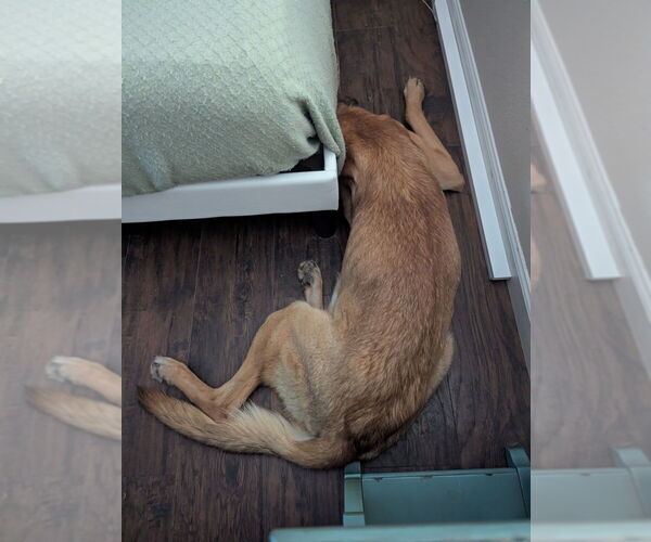 Medium Photo #3 Mutt Puppy For Sale in Imlay City, MI, USA