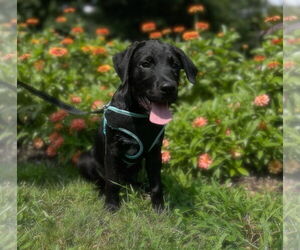 Labrador Retriever-Unknown Mix Dogs for adoption in Morganville, NJ, USA