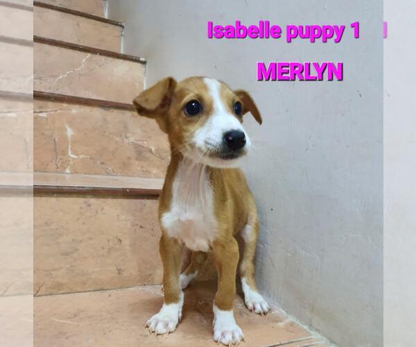 Medium Photo #42 Saluki-Whippet Mix Puppy For Sale in Sebec, ME, USA