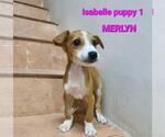 Small #41 Saluki-Whippet Mix