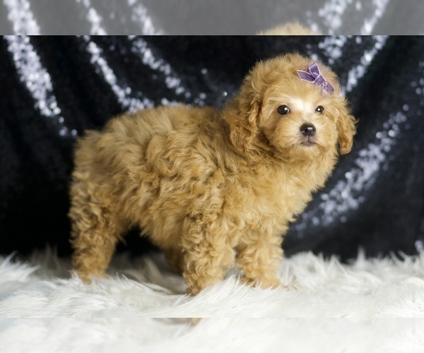 Medium Photo #45 Poodle (Miniature) Puppy For Sale in WARSAW, IN, USA
