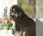 Small Photo #2 Tibetan Mastiff Puppy For Sale in FORT GIBSON, OK, USA