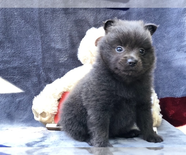 Medium Photo #2 Pomeranian Puppy For Sale in CLAY, PA, USA