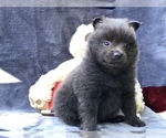 Small Photo #2 Pomeranian Puppy For Sale in CLAY, PA, USA
