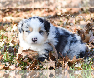 Australian Shepherd Puppy for sale in EASTON, MO, USA