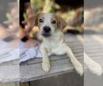 Small #1 Chihuahua Mix