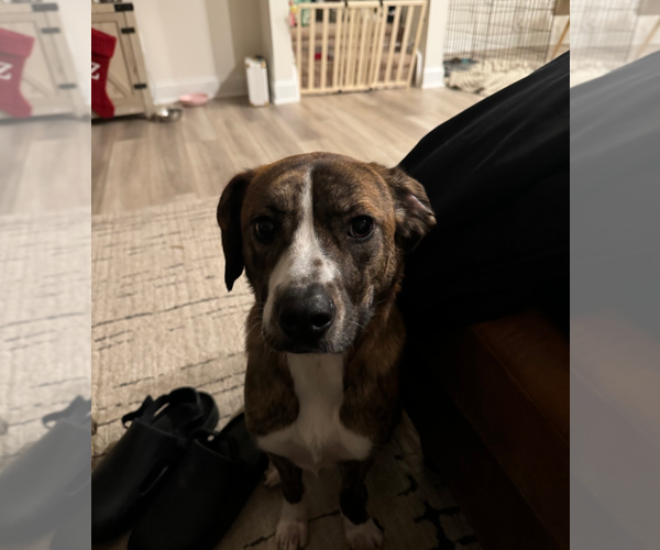 Medium Photo #3 Beagle Puppy For Sale in Holly Springs, NC, USA