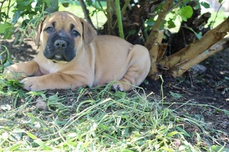 Boerboel Puppy for sale in MYERSTOWN, PA, USA