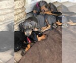 Small Photo #3 Doberman Pinscher Puppy For Sale in AUSTIN, TX, USA