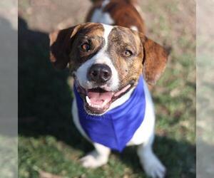 Mutt Dogs for adoption in San Antonio, TX, USA