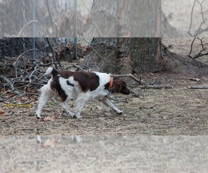 Father of the Brittany puppies born on 05/20/2025