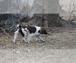 Small Photo #1 Brittany Puppy For Sale in STILWELL, KS, USA