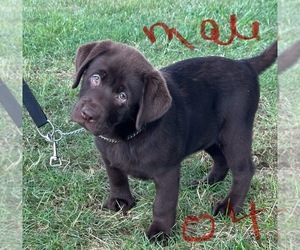 Labrador Retriever Puppy for sale in SILEX, MO, USA