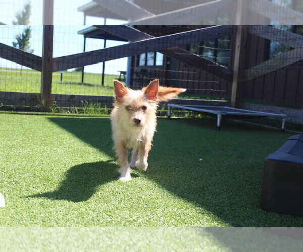 Medium Photo #2 Mutt Puppy For Sale in Chestertown, MD, USA