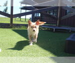 Small #1 Mutt