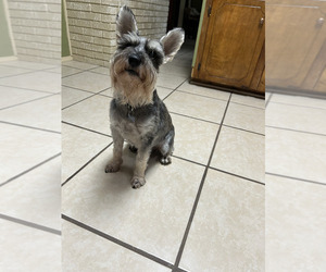 Father of the Schnauzer (Miniature) puppies born on 08/04/2025