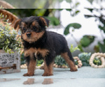 Small Photo #11 Shorkie Tzu Puppy For Sale in KIRKWOOD, PA, USA
