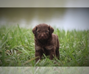 Miniature Australian Shepherd Puppy for Sale in OPDYKE, Illinois USA