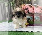 Small #3 Shih Tzu