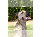 Small #4 American Pit Bull Terrier
