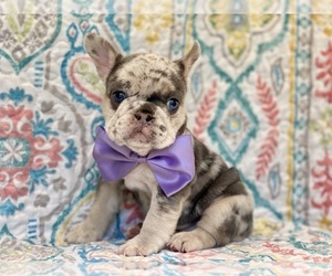 French Bulldog Puppy for sale in LANCASTER, PA, USA