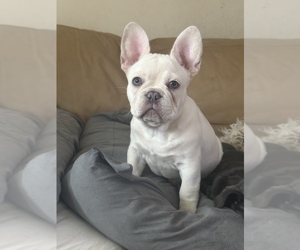 Medium Photo #4 French Bulldog Puppy For Sale in SUSSEX, WI, USA