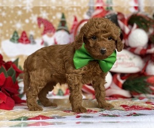 Poodle (Toy) Puppy for sale in LANCASTER, PA, USA