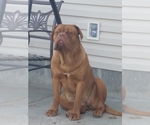 Small Photo #5 Dogue de Bordeaux Puppy For Sale in VERNAL, UT, USA