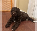 Small #1 Cockapoo