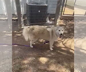 Siberian Husky-Unknown Mix Dogs for adoption in Grafton, WI, USA