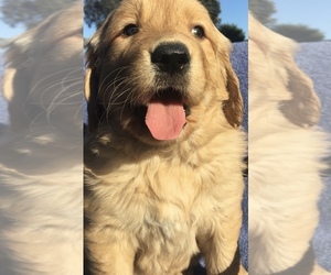 Golden Retriever Puppy for sale in SANTA ANA, CA, USA