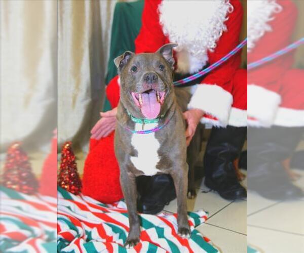 Medium Photo #1 American Pit Bull Terrier Puppy For Sale in Derwood, MD, USA