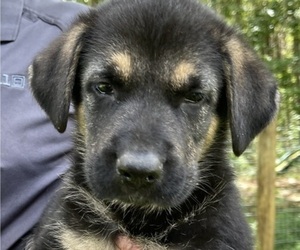 German Shepherd Dog Puppy for sale in RUFFIN, SC, USA
