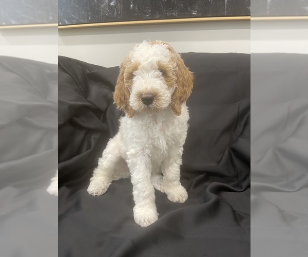 Medium Photo #2 Goldendoodle Puppy For Sale in PHILA, PA, USA