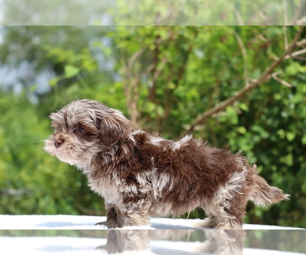 Medium Photo #28 ShihPoo Puppy For Sale in DYERSBURG, TN, USA