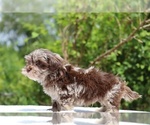 Small #27 ShihPoo
