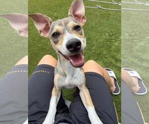 Wilson - Male Chihuahua-Unknown Mix Dog for Adoption - Photo #3