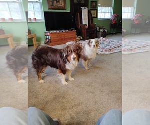 Mother of the Miniature American Shepherd puppies born on 04/30/2025