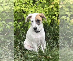 Labrador Retriever-Unknown Mix Dogs for adoption in The Woodlands, TX, USA