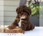 Small #3 Bernedoodle (Miniature)