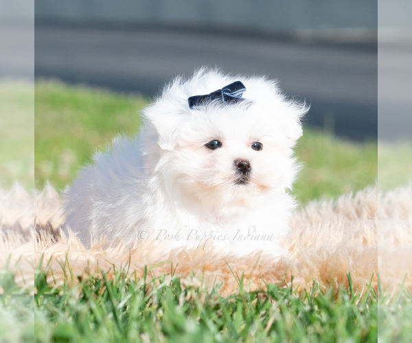 Medium Photo #30 Maltese Puppy For Sale in WARSAW, IN, USA