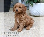 Small #4 Goldendoodle (Miniature)
