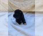 Puppy Puppy 6 Akita