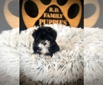 Small #3 Maltipoo (Toy)