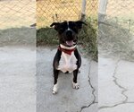 Small Photo #2 American Pit Bull Terrier-Unknown Mix Puppy For Sale in Chico, CA, USA