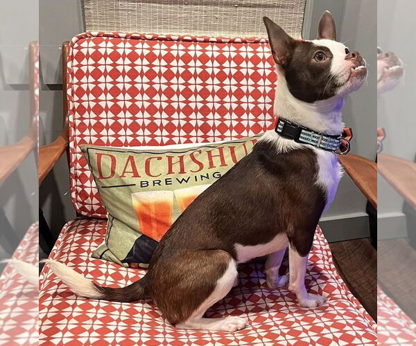 Medium Photo #11 Boston Terrier-Unknown Mix Puppy For Sale in New York, NY, USA