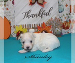 Small Photo #2 Maltese Puppy For Sale in CHANUTE, KS, USA