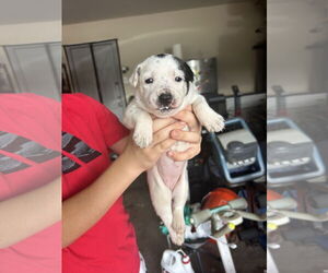 - Mix Dogs for adoption in The Woodlands, TX, USA