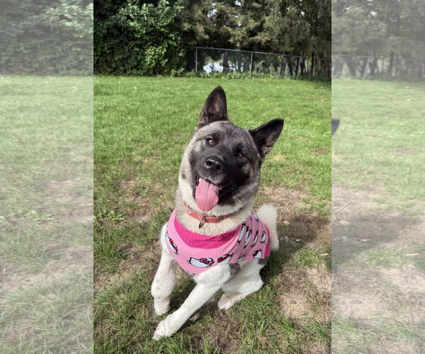 Medium Photo #17 Akita-Unknown Mix Puppy For Sale in Princeton, MN, USA